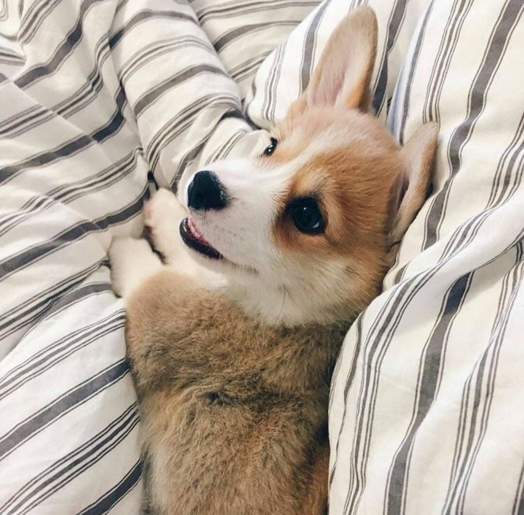 Корги Эстетика