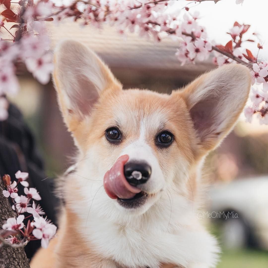 Собака в пледе