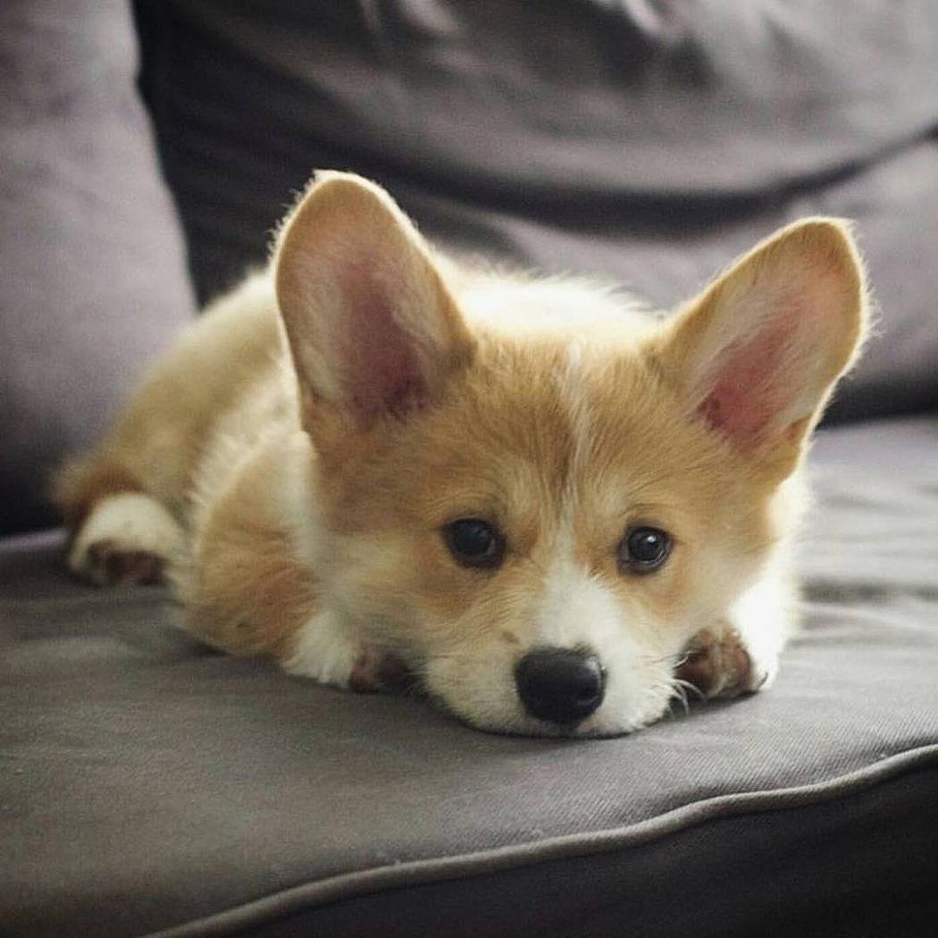 Корги Милаш