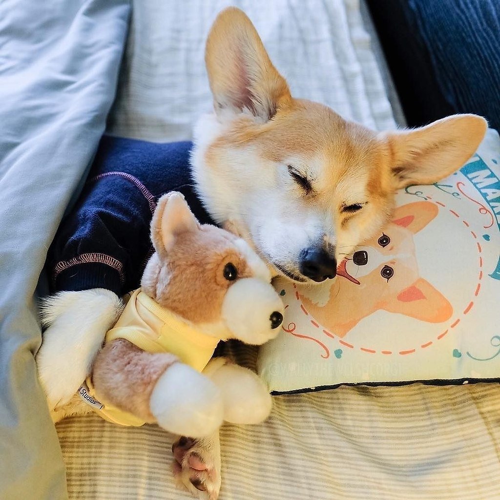 Грустный вельш корги