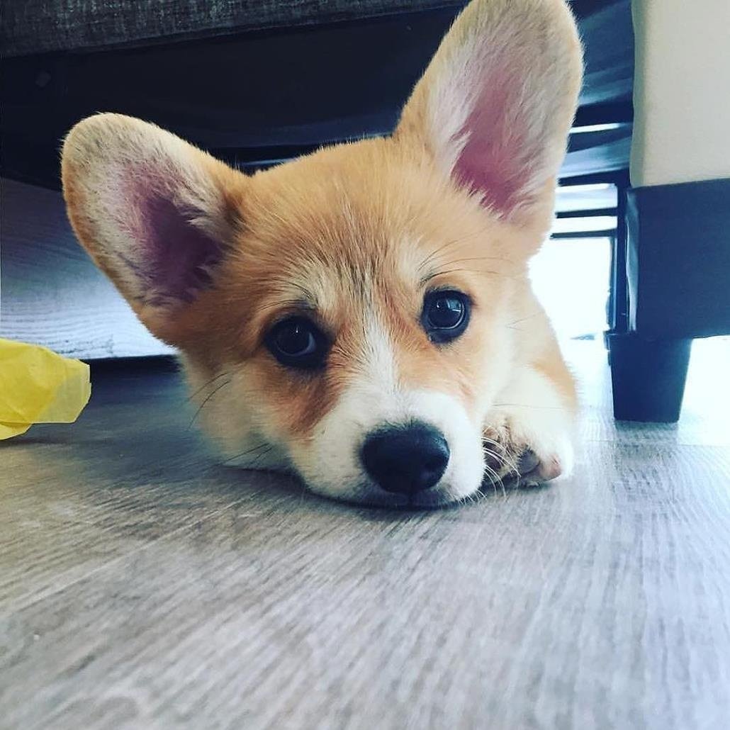 Милые щенки корги