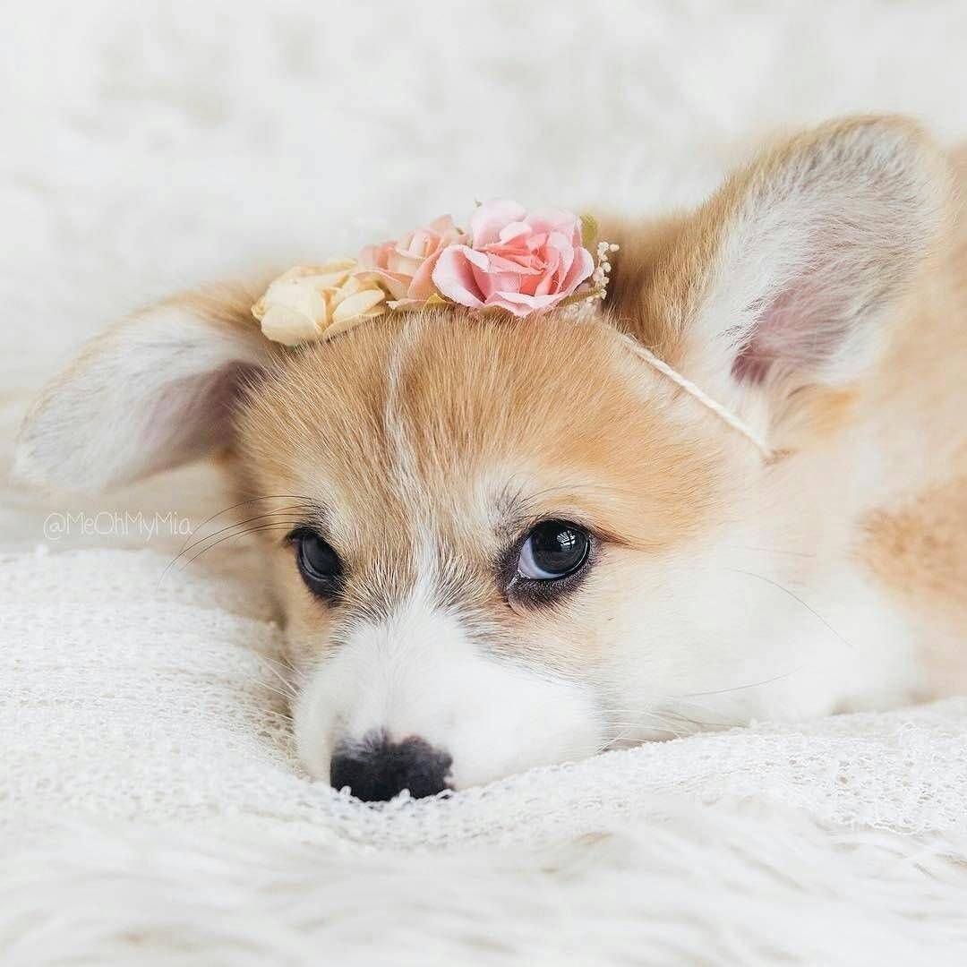 Собака корги маленькая Эльза