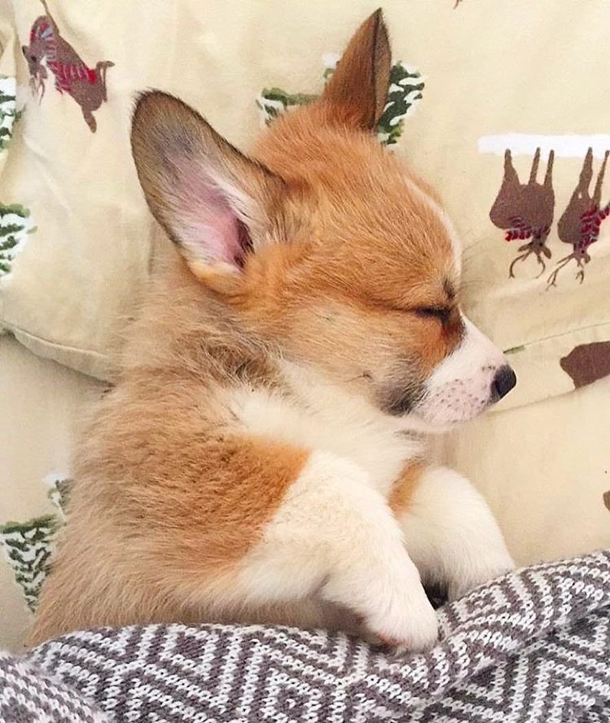 Вельш корги пемброк