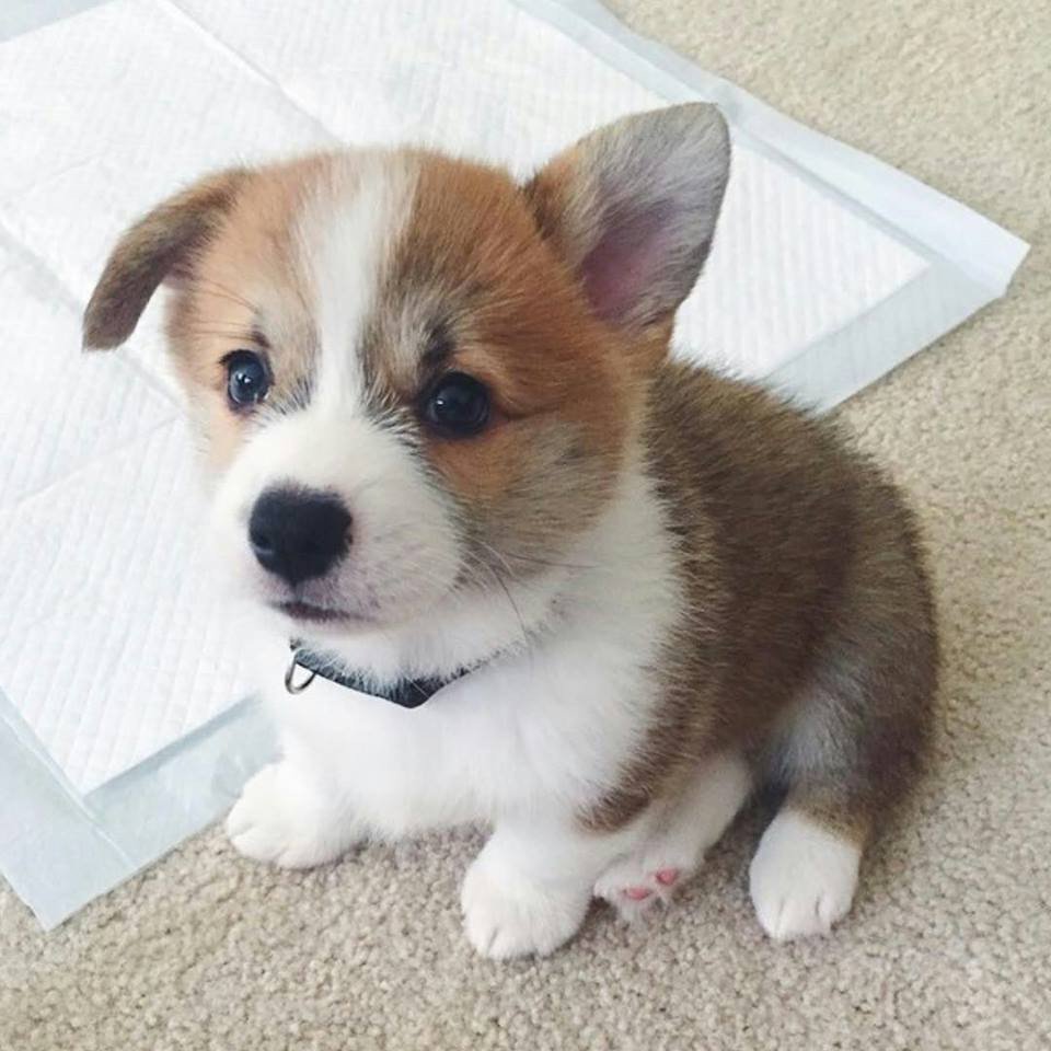 Корги для настроения