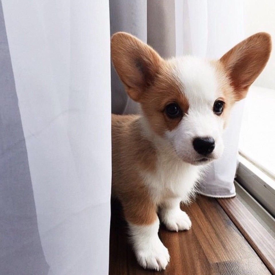 Вельш корги мини