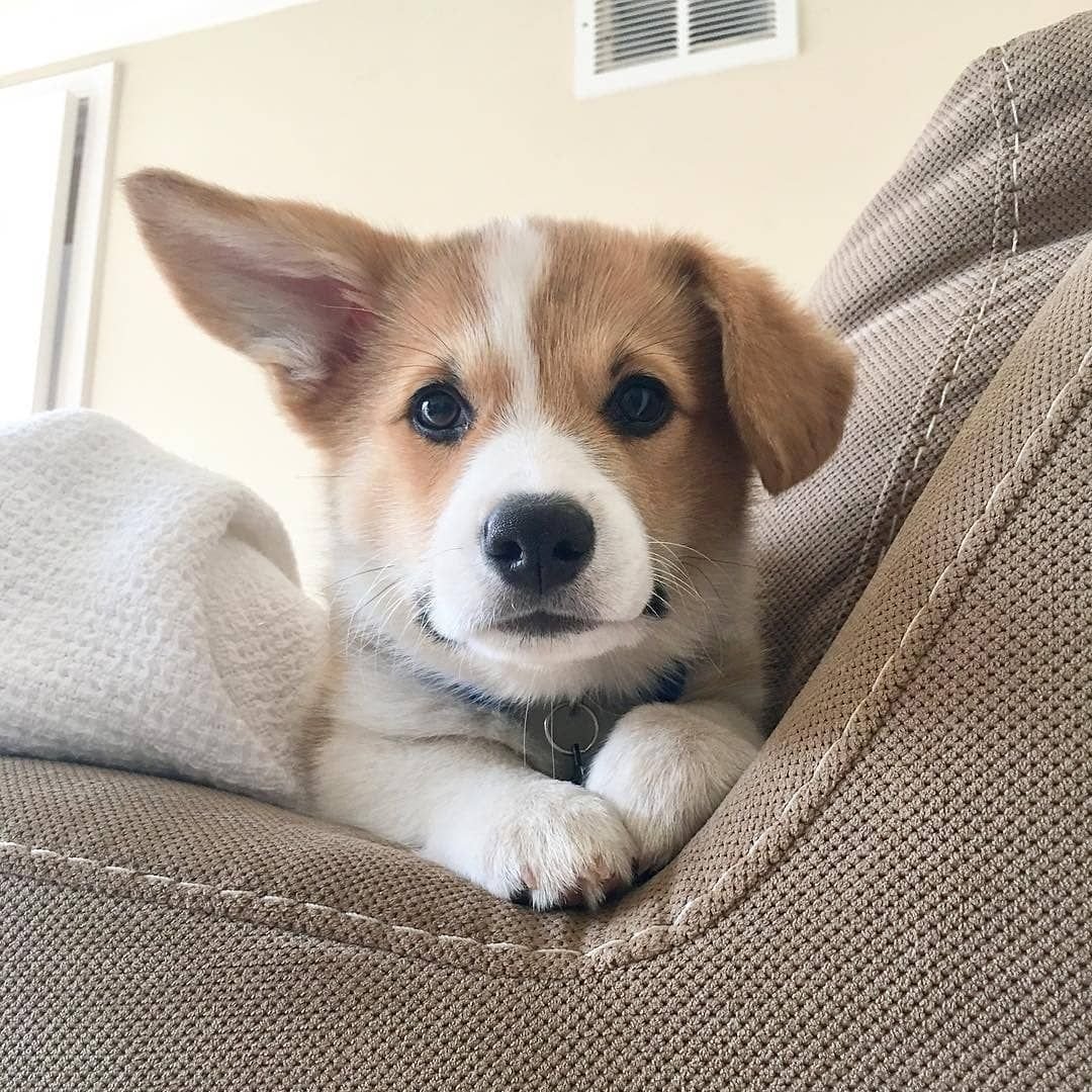 Корги щенок милый