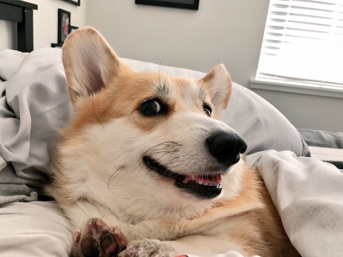 Корги aesthetic