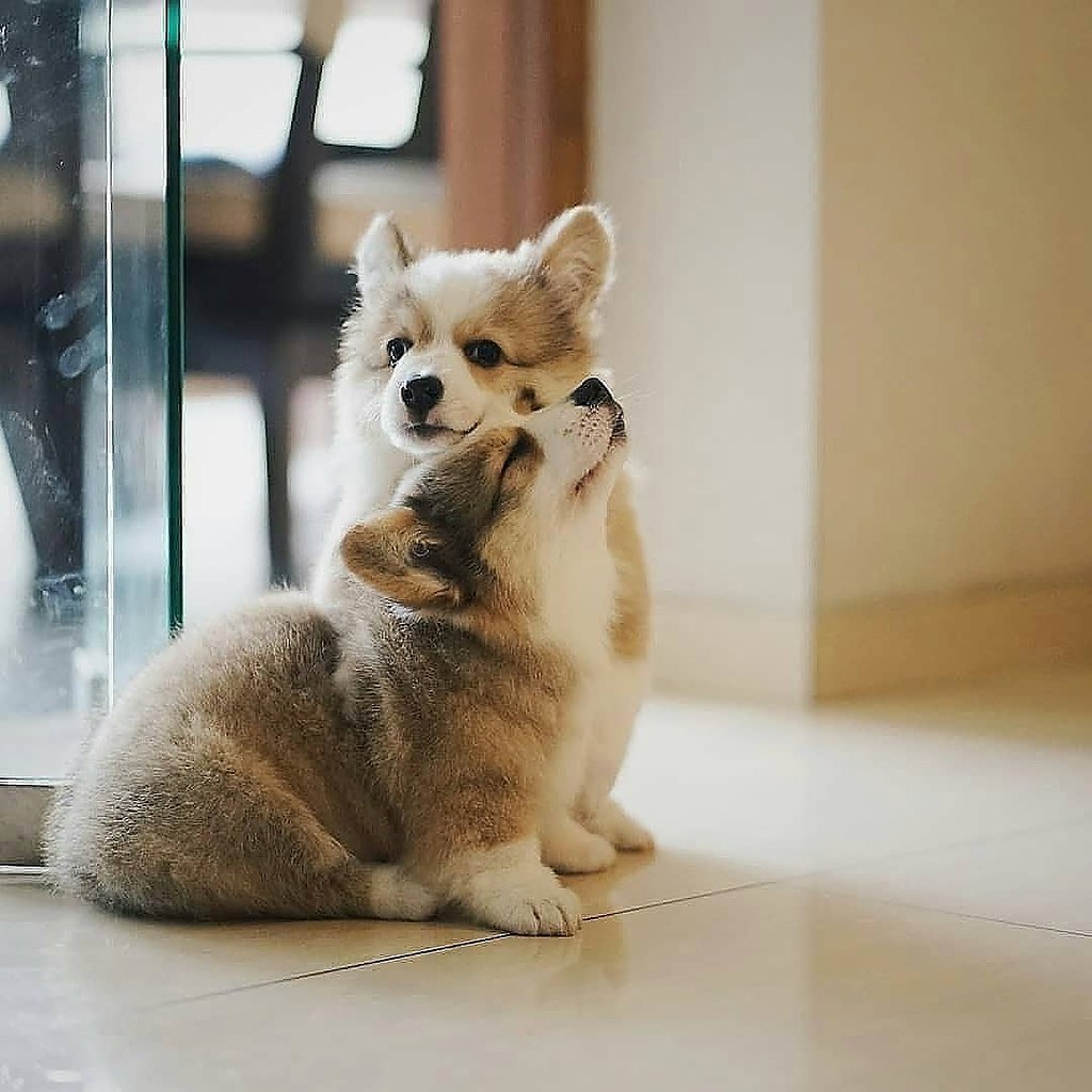 Самые милые собаки которые заставили в инстаграме поставить лайк