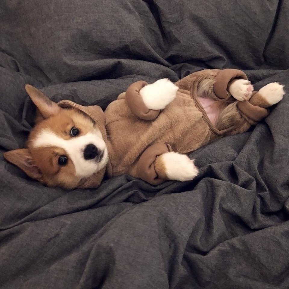 Милый корги