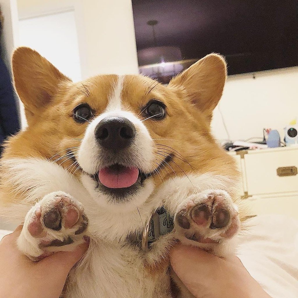 Вельш корги Эстетика