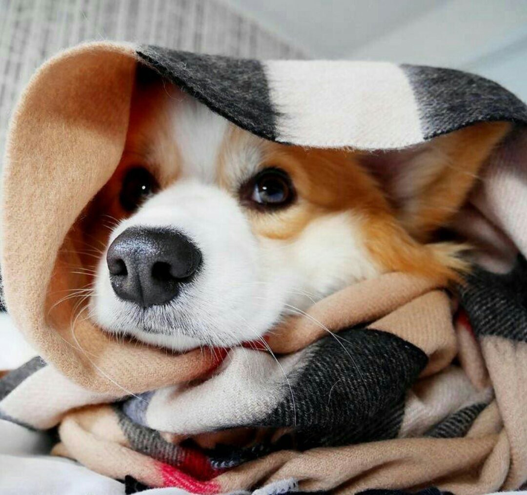 Оливер корги