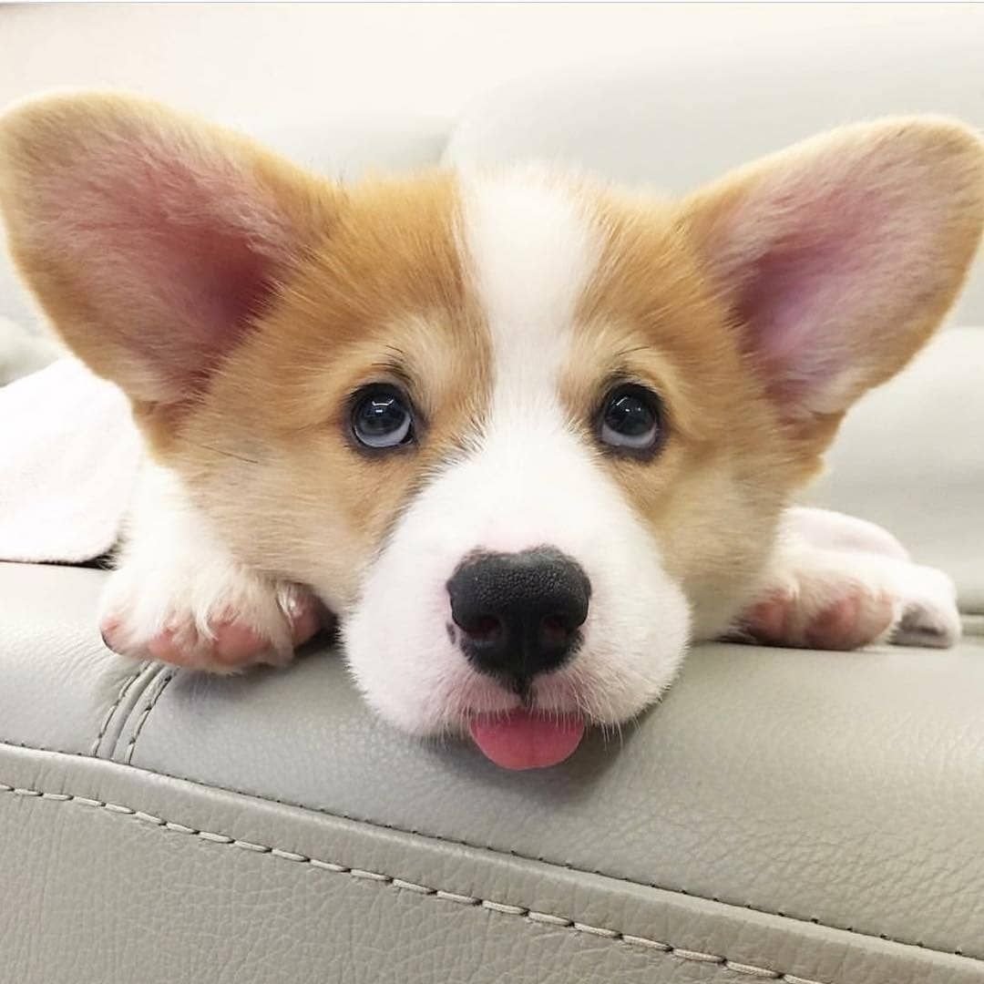 Милые домашние питомцы