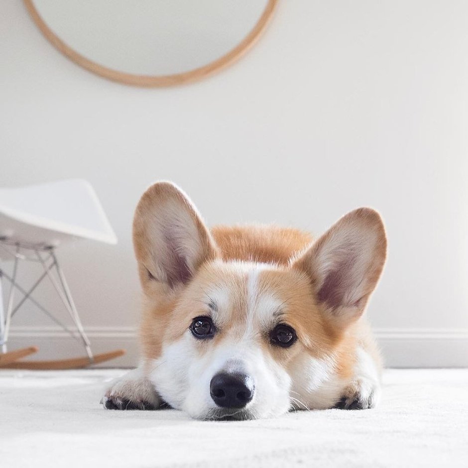 Милле корги