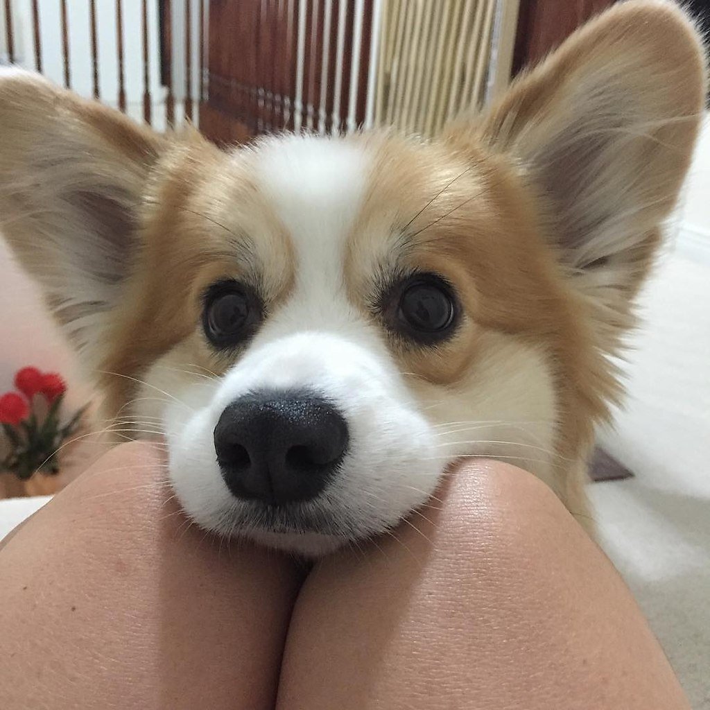 Милые собачки утром