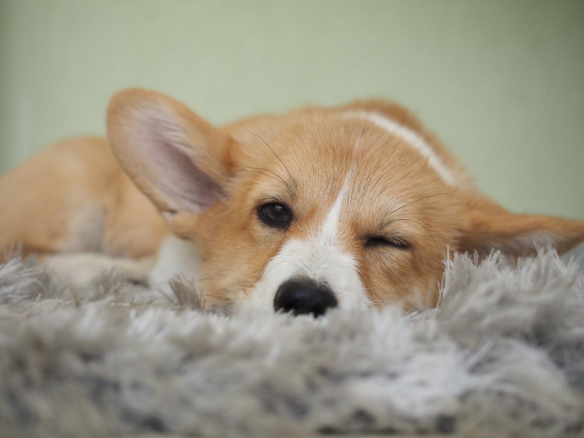 Собака корги