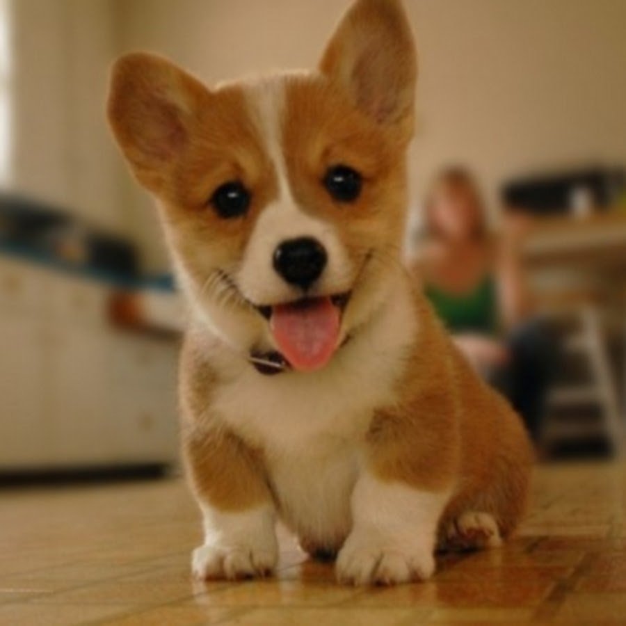 Пушистые коротконогие собаки