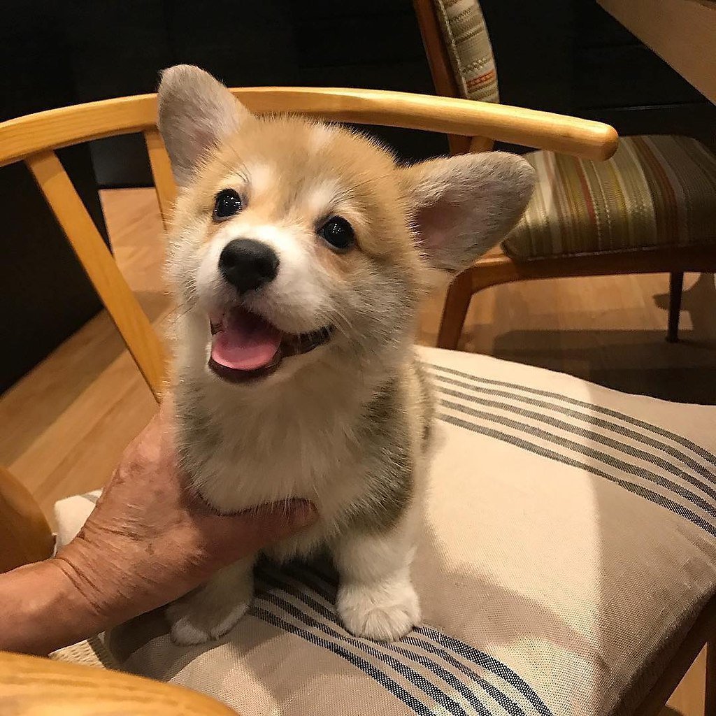 Бишон и корги щенки