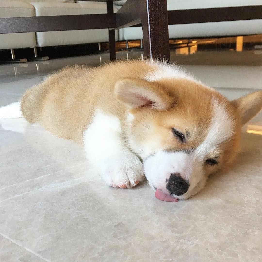 Корги щенок милый