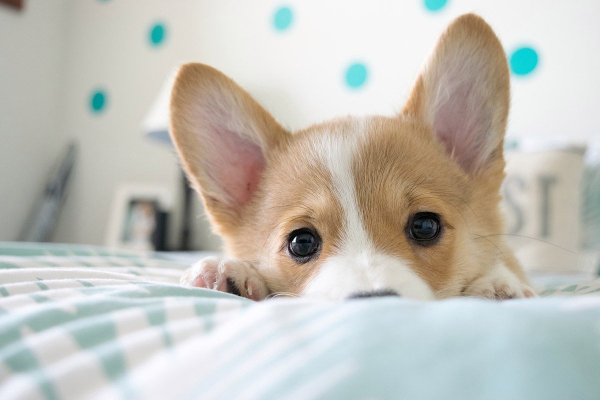 Корги Догго