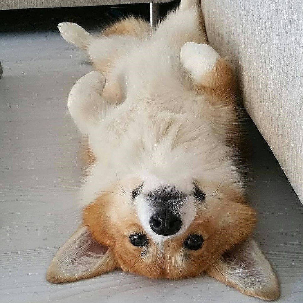 Злюся корги