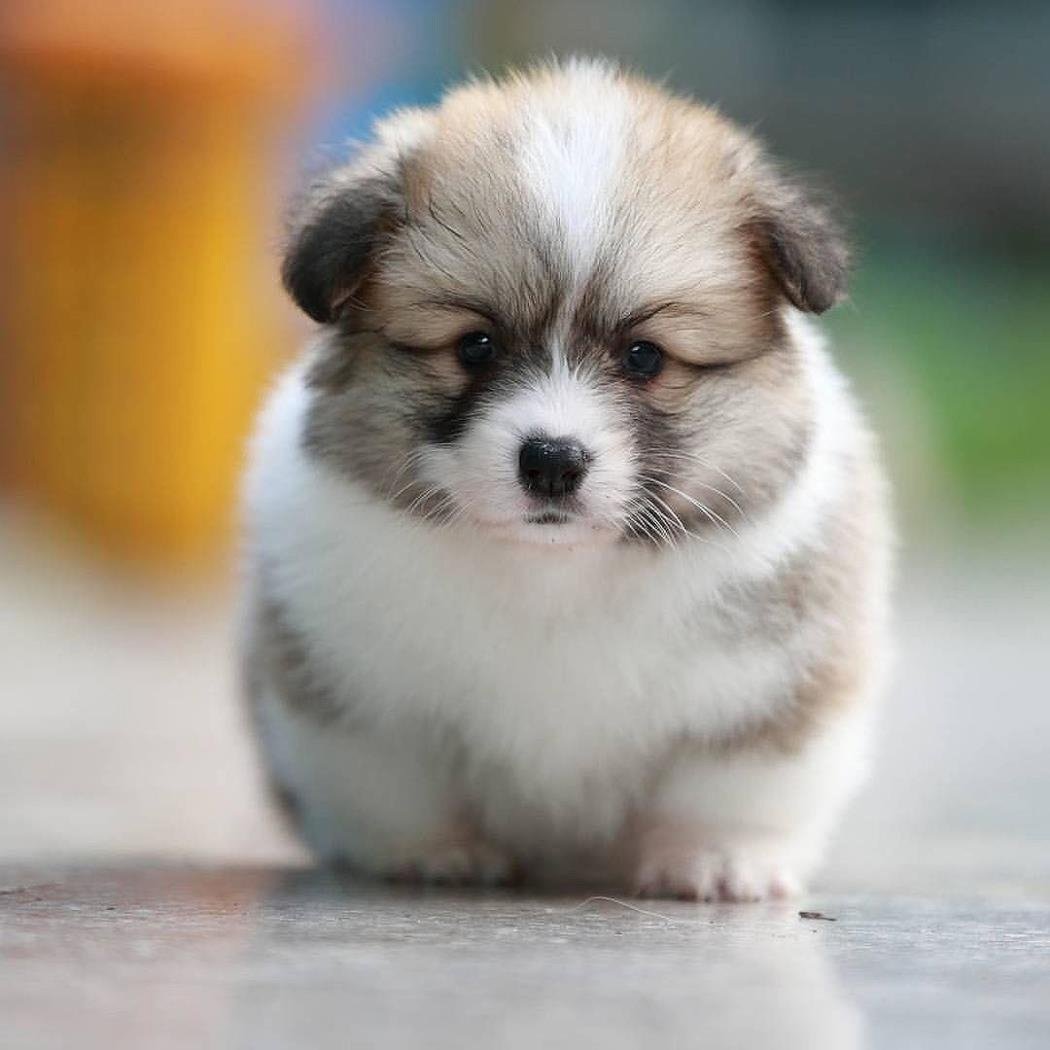 Смешные щенки вельш корги