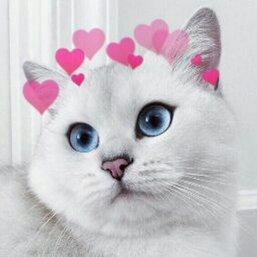 Британская шиншилла Уоби