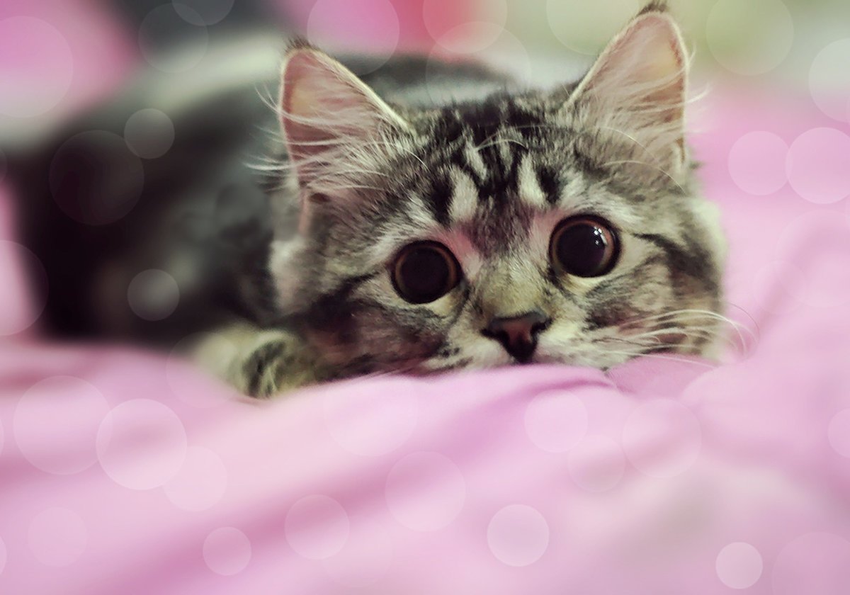 Милый котенок