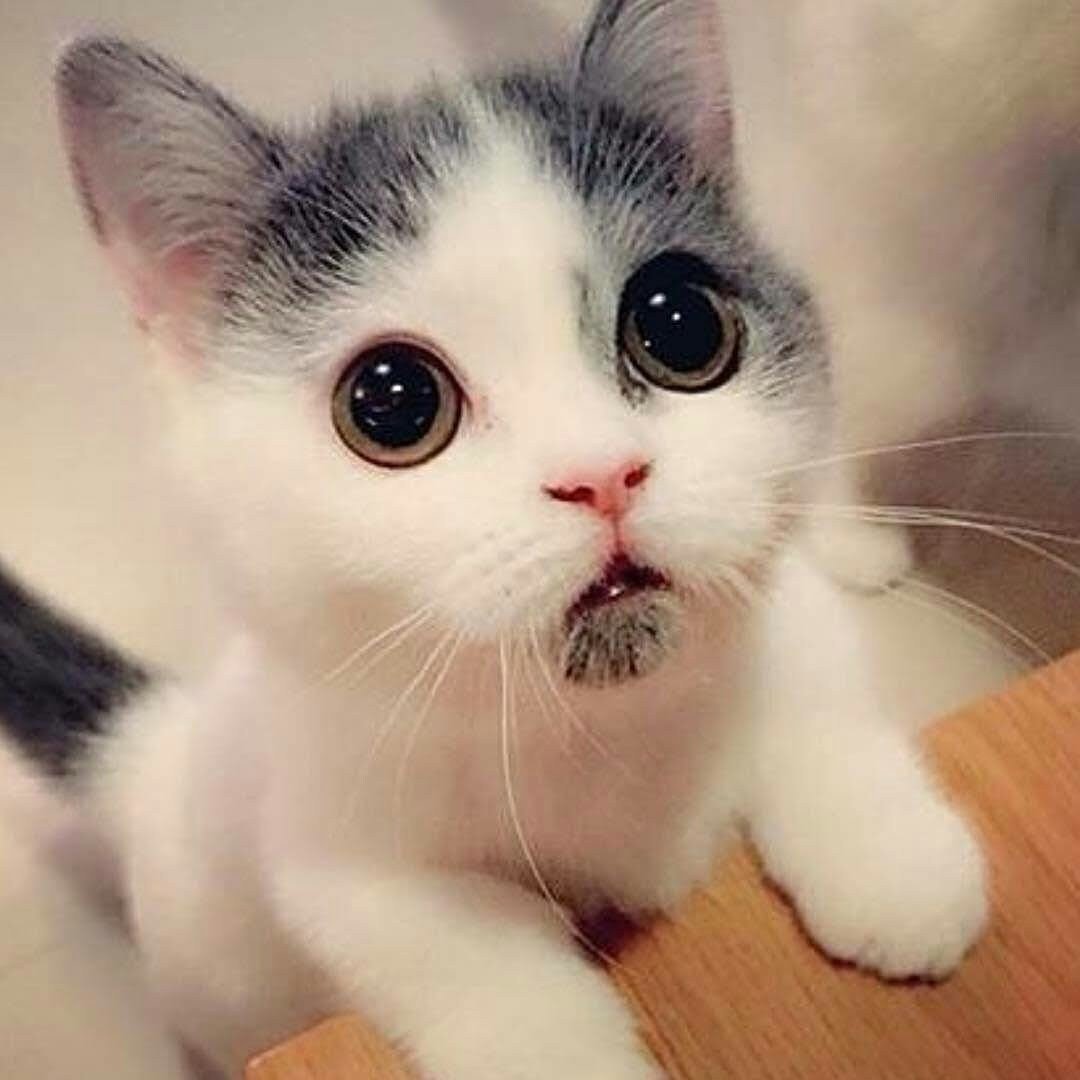 Квадратное лицо котика