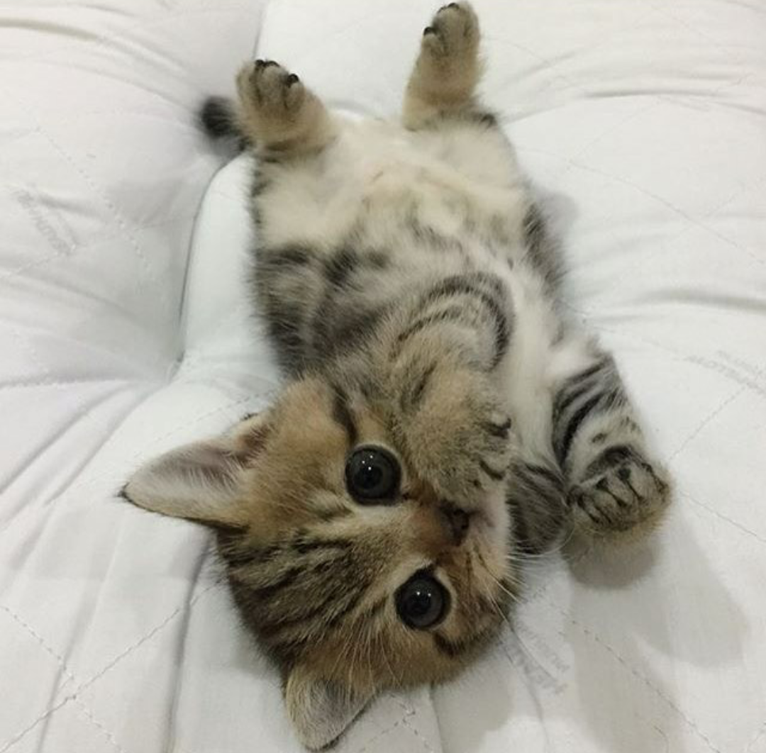 Няшные 3 котика