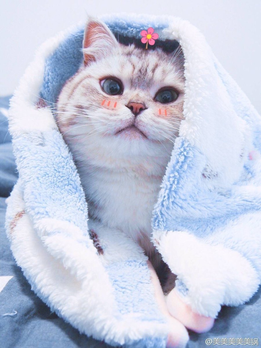 Топовые коты