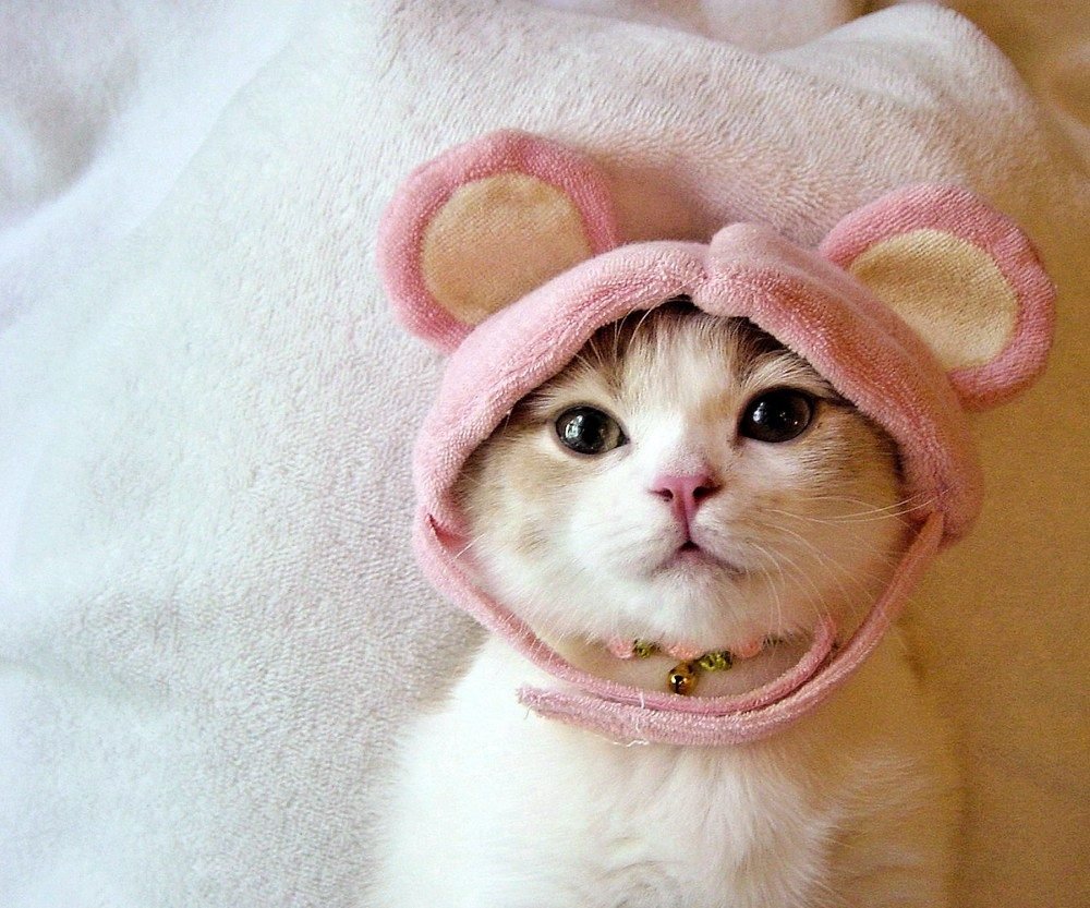 Милый котик