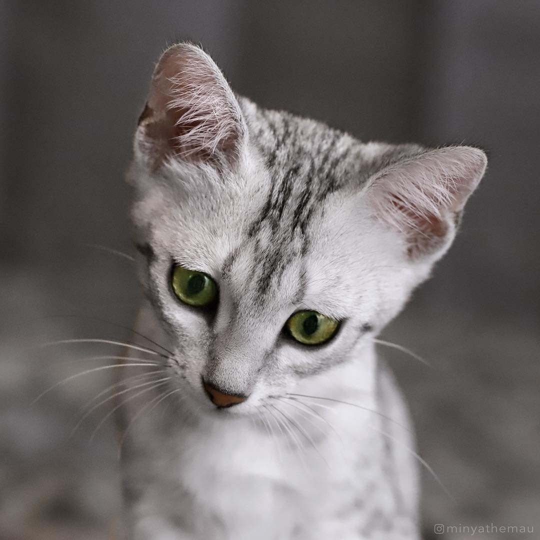 Фото кошек мау. Египетская МАУ кошка. Порода кошек Египетская МАУ. Египетская МАУ котята. Порода кошек Египетский Мао.