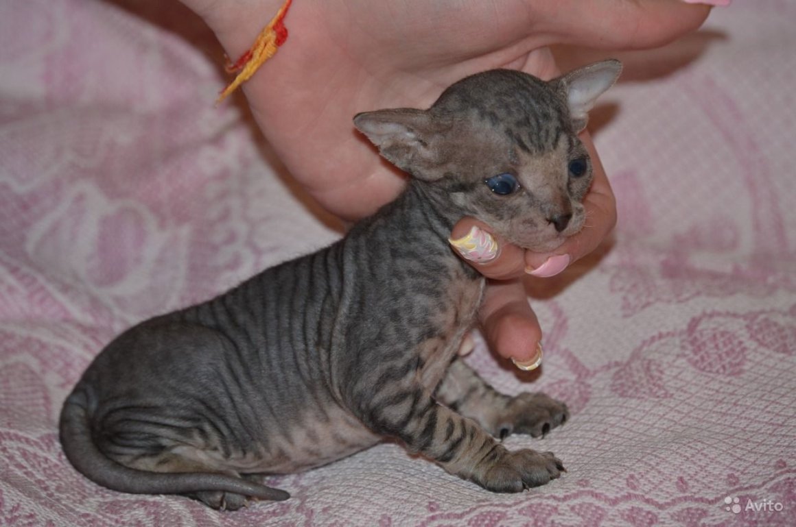 Метис канадского сфинкса