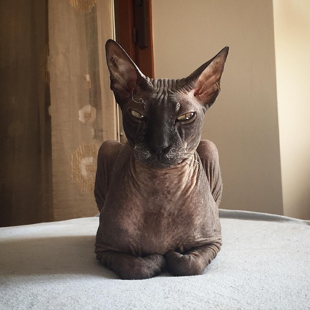 Коты канадский сфинкс