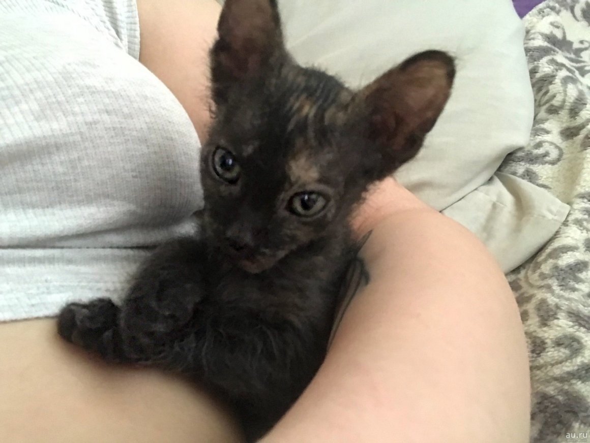 Донской сфинкс флок