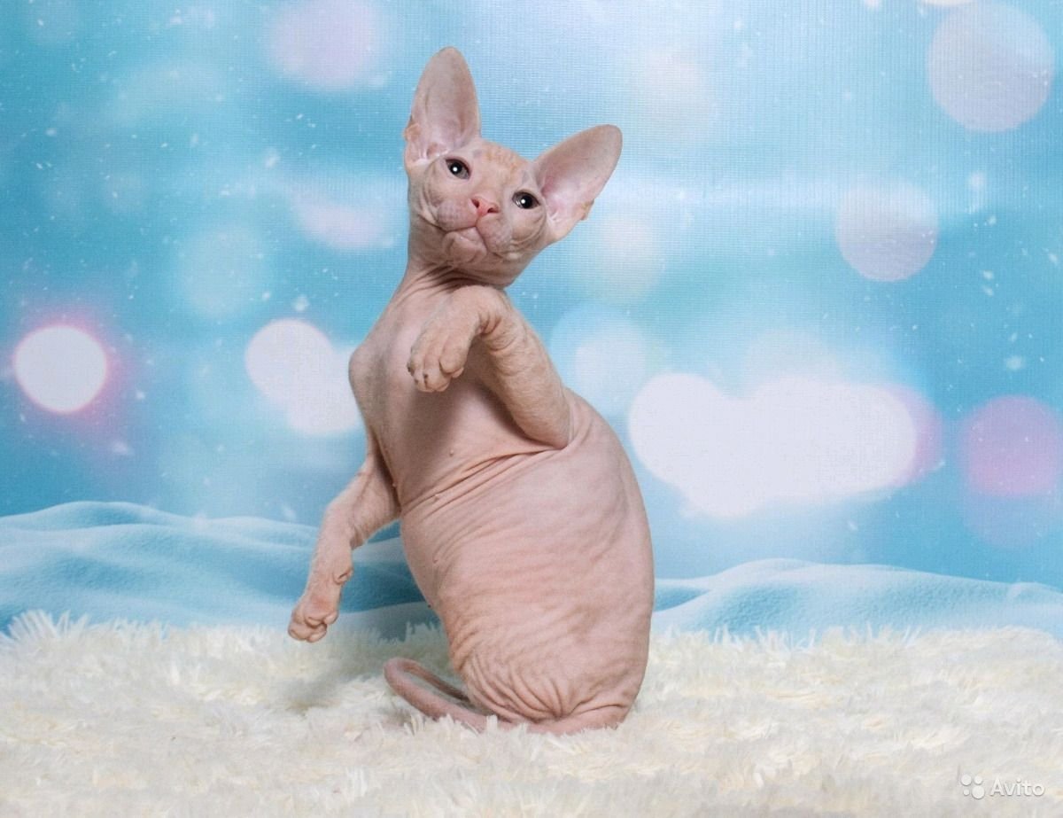 Донской сфинкс велюровый браш