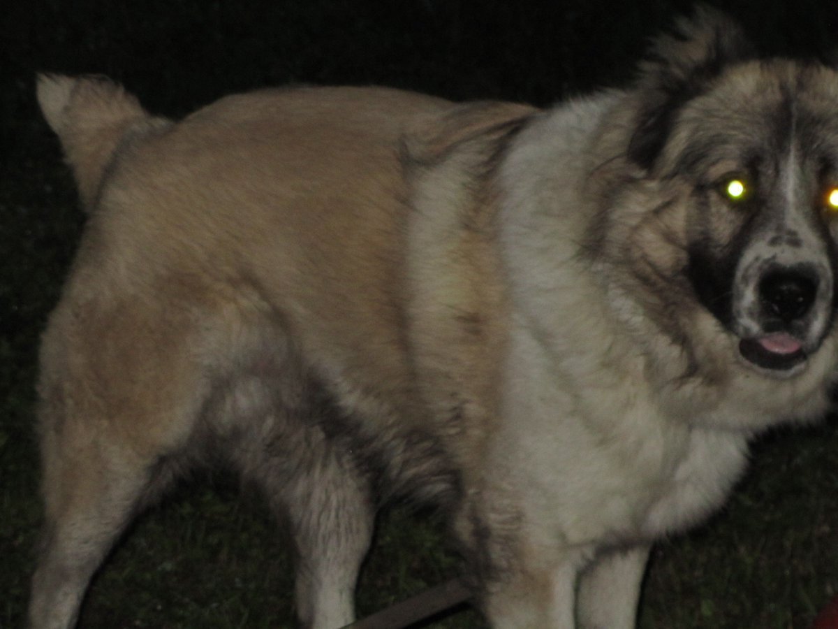 Метис Кавказская овчарка и алабай