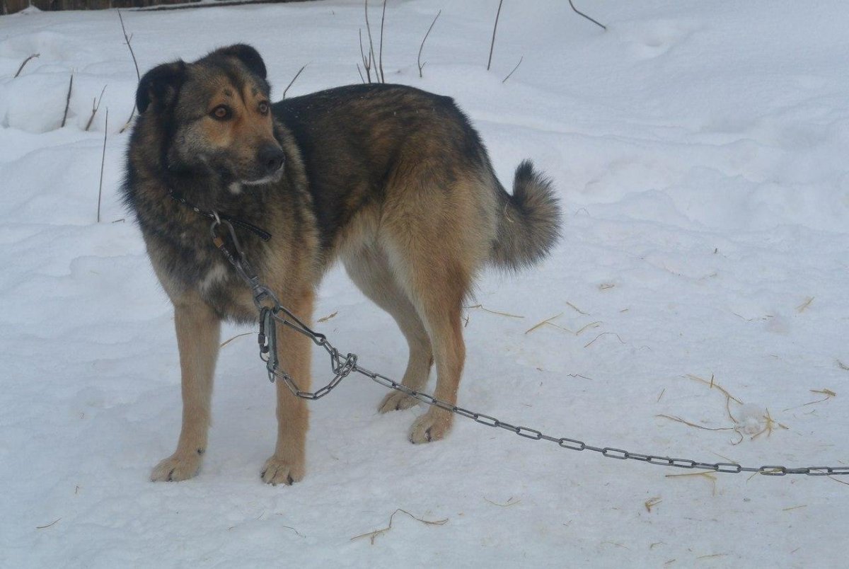Метис кавказской овчарки