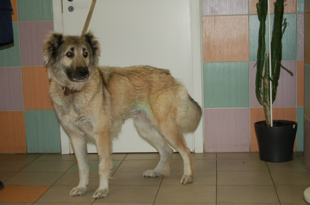 Кавказская овчарка детеныш