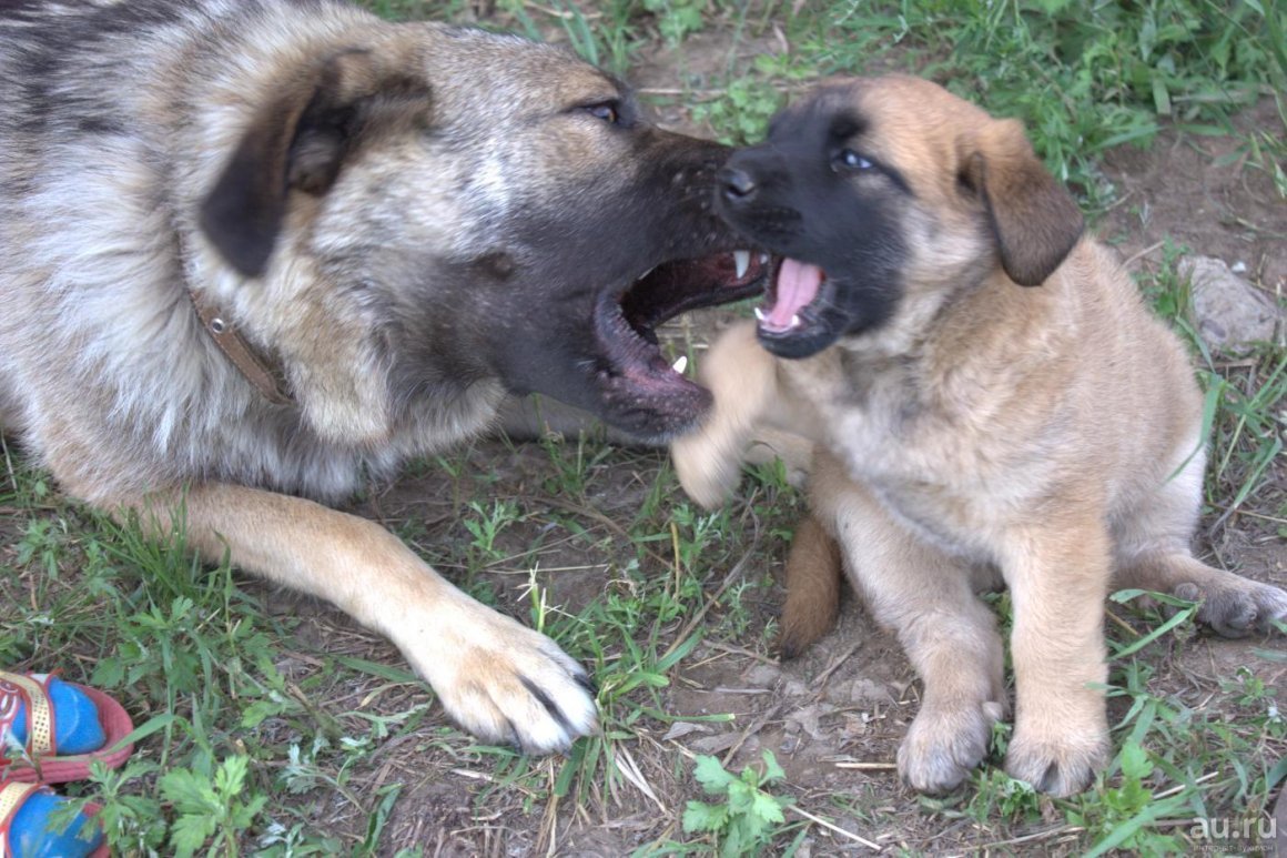 Помесь Московской сторожевой и кавказской овчарки