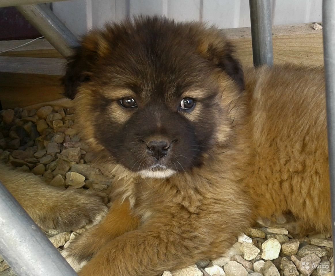 Кавказкая авсарка нагаз