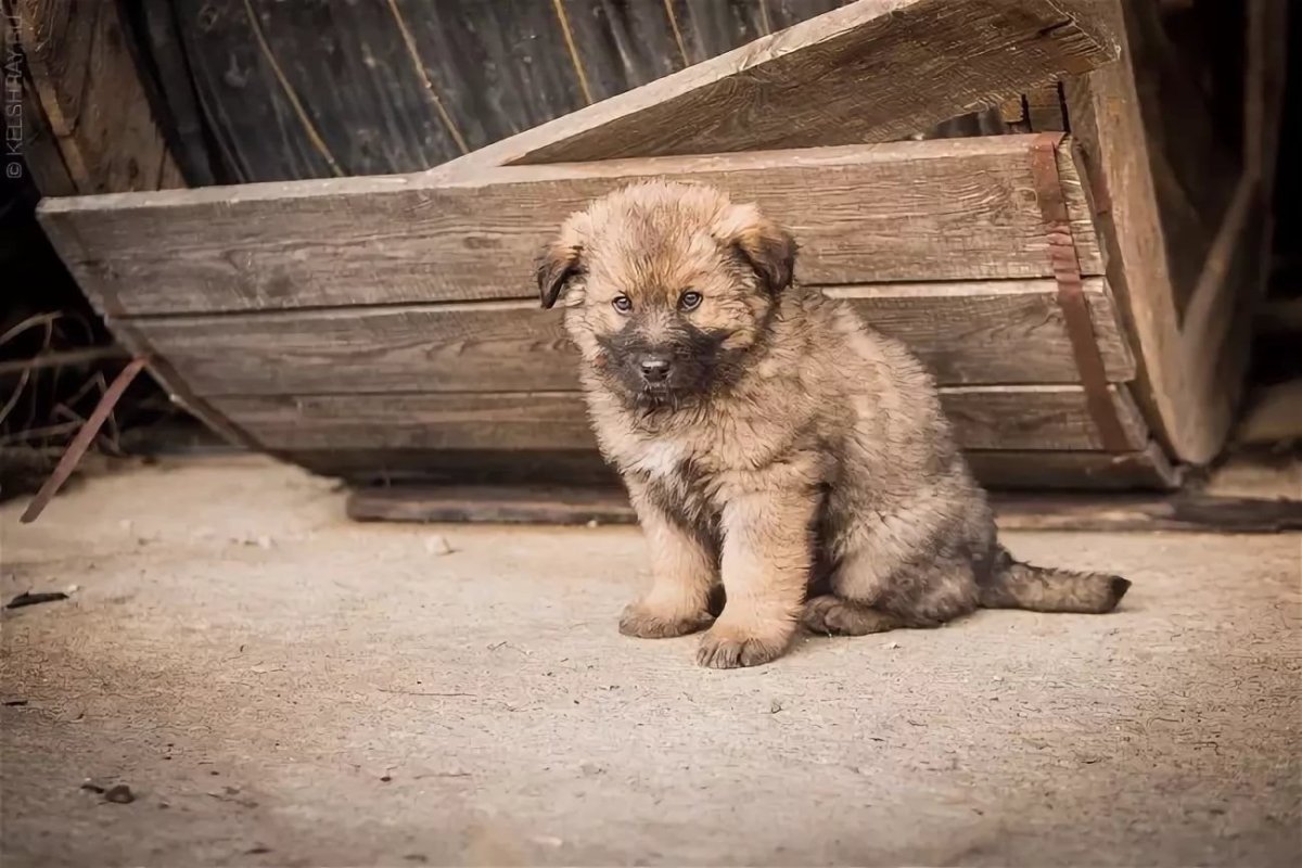 Кавказский волкособ