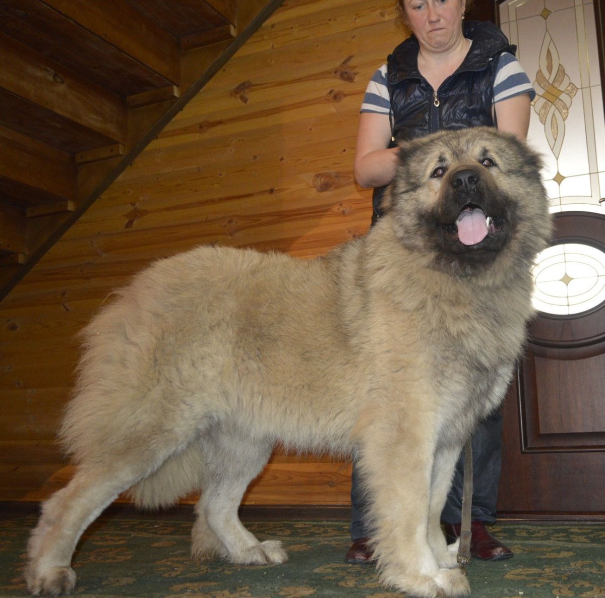Кавказская овчарка с ножом
