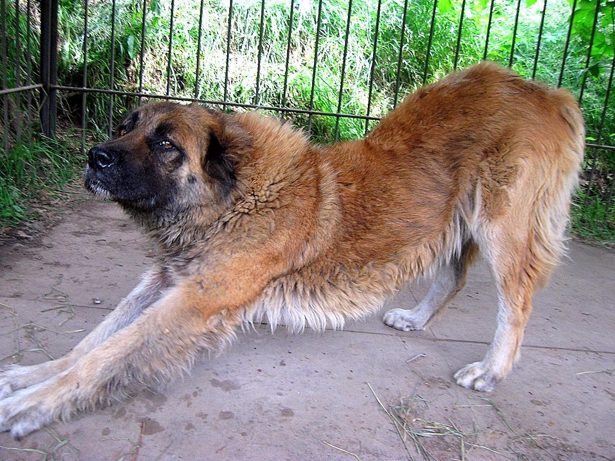 Кавказская чау чау