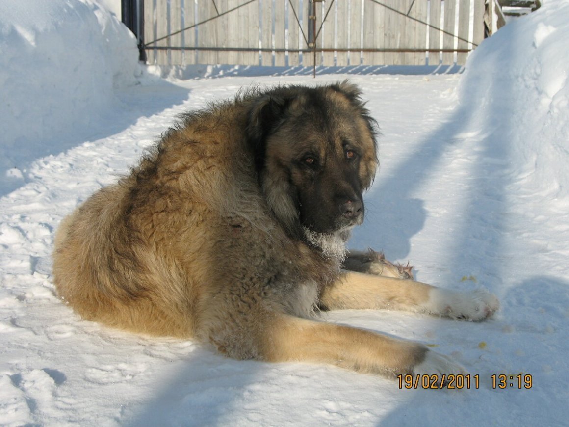 Щенки метисы кавказской овчарки 1 месяц