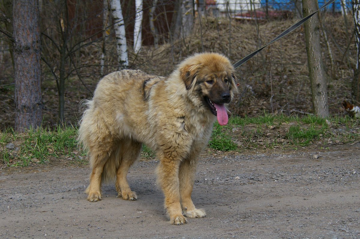 Метис кавказской овчарки