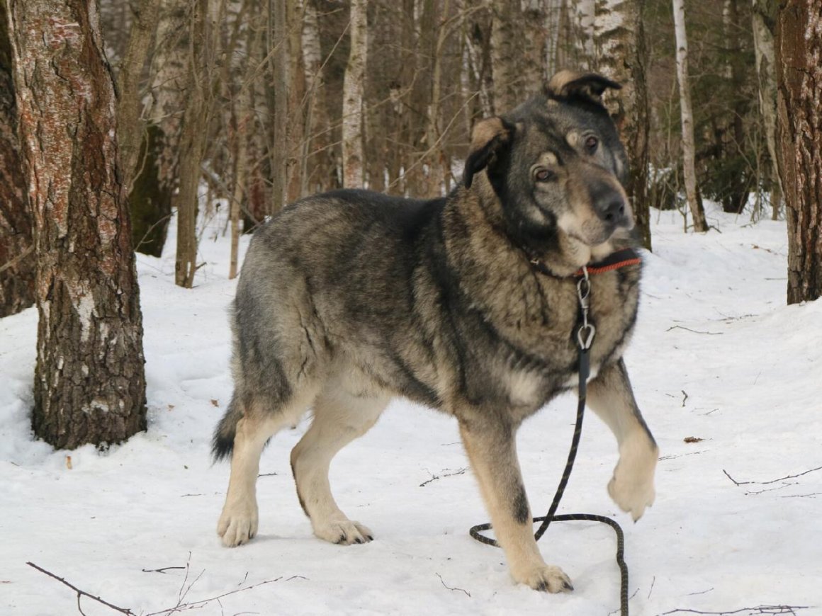 Метис волка и алабая