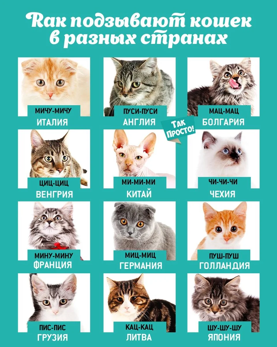 Как зовут котов в разных странах