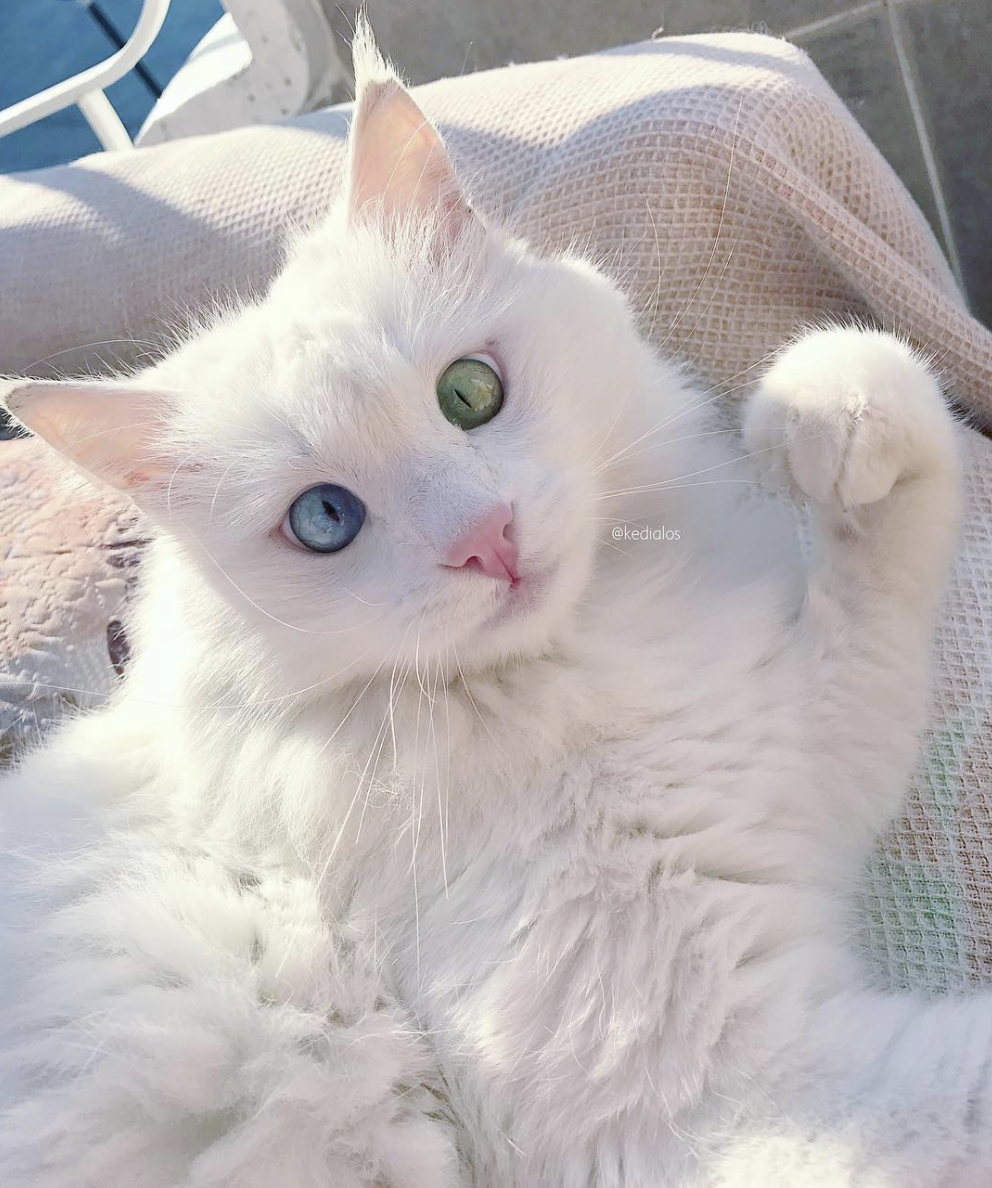 Корейская порода кошек