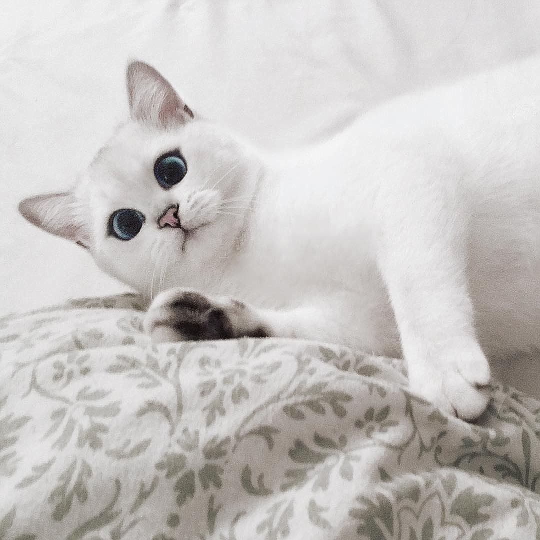 Шиншилла Пойнт Коби